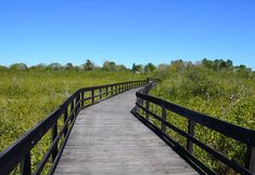 卧室 6 Holiday Inn Express & Suites TAMPA NORTHWEST-OLDSMAR by IHG, an IHG Hotel