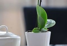 Lain-lain 7 Edinburgh Sixteen