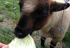 Others 2 Waku-Waku Farm Maemori Kougen