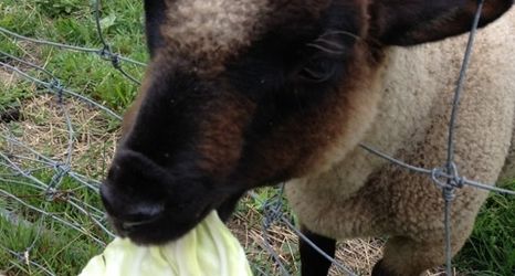 Others 2 Waku-Waku Farm Maemori Kougen