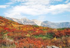 Others 7 GAKUTO VILLAS