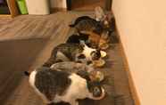 Others 5 Misato Kinenkan, A Guest House Full Of Cats