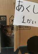 null Misato Kinenkan, A Guest House Full Of Cats