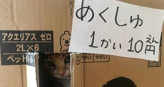 Khác Misato Kinenkan, A Guest House Full Of Cats