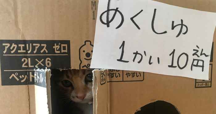 Others Misato Kinenkan, A Guest House Full Of Cats