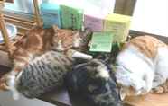 Others 6 Misato Kinenkan, A Guest House Full Of Cats