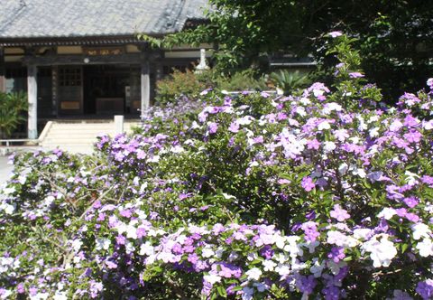 Others Shimoda Onsen Hotel Izukyu