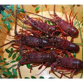 Ebisuya Ryokan 1, Hotel Ehime