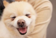 Others 3 Weekly Sapporo 2000 & Annex