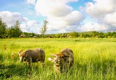 อื่นๆ 2 Thailife Homestay Resort & Spa