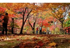 อื่นๆ 6 Sai No Sato Tsubaki