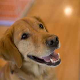 Hakone-en Cottage Camping 1, Hotel Choanji Temple