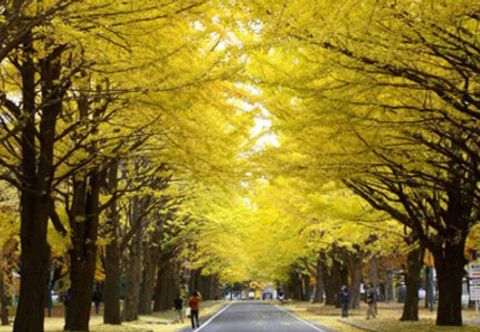 Others Business Hotel Line