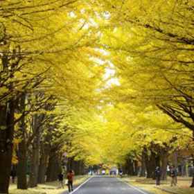 Business Hotel Line 1, Hotel Odori Park