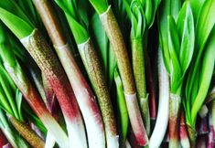 Others 3 Wonder Lodge Niseko