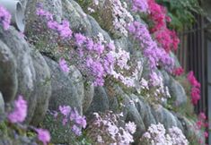 Others 3 Yamazatonoiori Soene