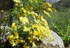 Others 4 Yamazatonoiori Soene