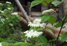 Others 7 Yamazatonoiori Soene