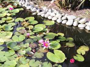 Khác 4 Water Lily Garden B&B