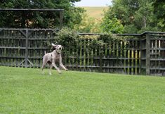 Others 5 Hana Shichiyo Cottage