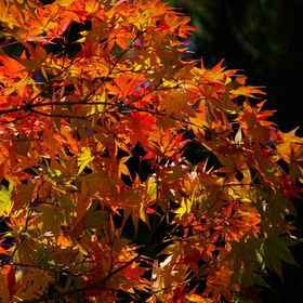 花簪 1, 酒店 （株）塚野組