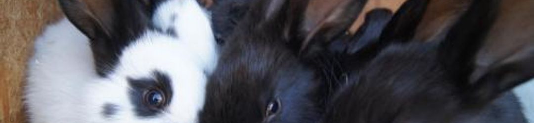 Lainnya Aparthotel Stadler