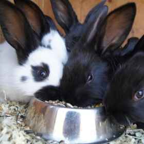 Aparthotel Stadler 1, Hotel Sankt Johann im Pongau District