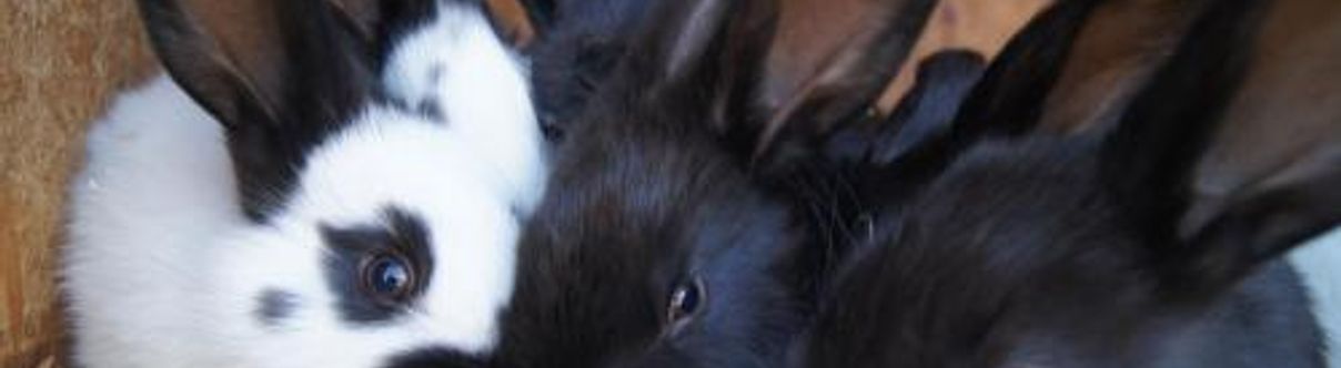 Others Aparthotel Stadler