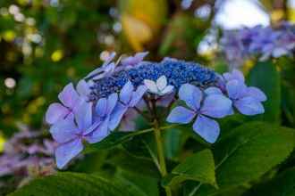 Others 4 Hydrangea Cottages