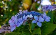 Others 4 Hydrangea Cottages