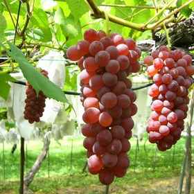 Akame Onsen Kakure No Yu Taisenkaku 1, Hotel Kameyama-shi