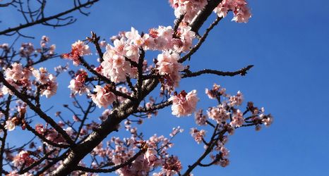 Others 2 Atami Onsen Atami Kinjokan Hotel