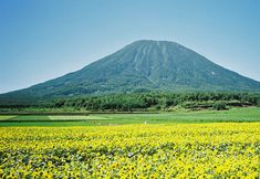 Lainnya 4 Niseko Central Deep Tracks