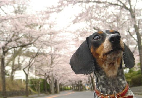 其他 Izu Kogen Auberge La Belle Equipe