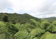 Nearby View and Attractions 7 Lone Kauri Lodge Karekare