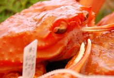 Others 5 Shiki no Yado Kaku