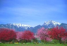 Others 2 Fuji-mi Highlands Petite Pension Jonathan