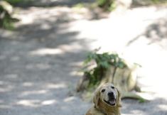 Others 7 Takayama Wan Wan Paradise