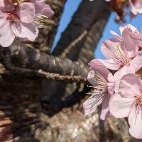 Norikurakogen Onsen Peeplo Norikura1 , 飯店松本市