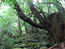 Others 4 Minshuku Yakushima