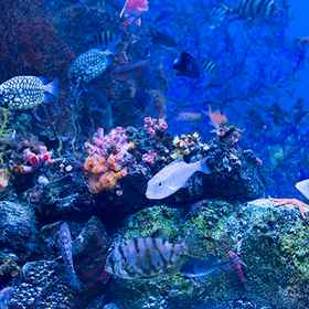 Minshuku Yakko1 , 飯店龟山市