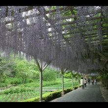 其他 4 Akari et Kaori Formerly Taizanso