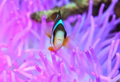 Others 6 Guesthouse Emix Ishigakijima