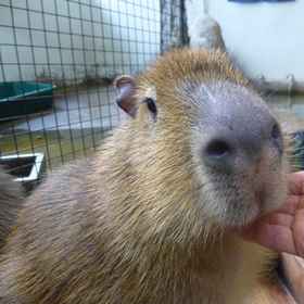 Itoen Hotel Kusatsu 1, Hotel Narusawa