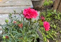 기타 7 BLOOMING INN