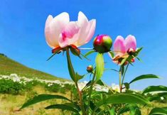 その他 7 Dream in Hostel