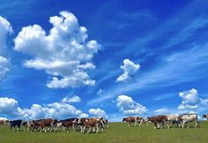 その他 4 Dream in Hostel