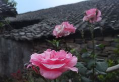 Lainnya 3 Jifeng Guesthouse (Langzhong Ancient Town)