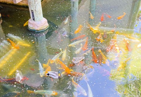 其他 Stunning Ocean View and Luxurious Amenities - Exquisite Coastal Getaway