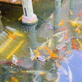 Hotel Interior/Public Areas1Stunning Ocean View and Luxurious Amenities - Exquisite Coastal Getaway,Sleeping Tiger Coffees飯店